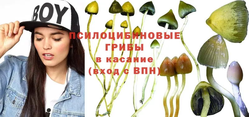 купить   KRAKEN сайт  Псилоцибиновые грибы Psilocybine cubensis  Кулебаки 